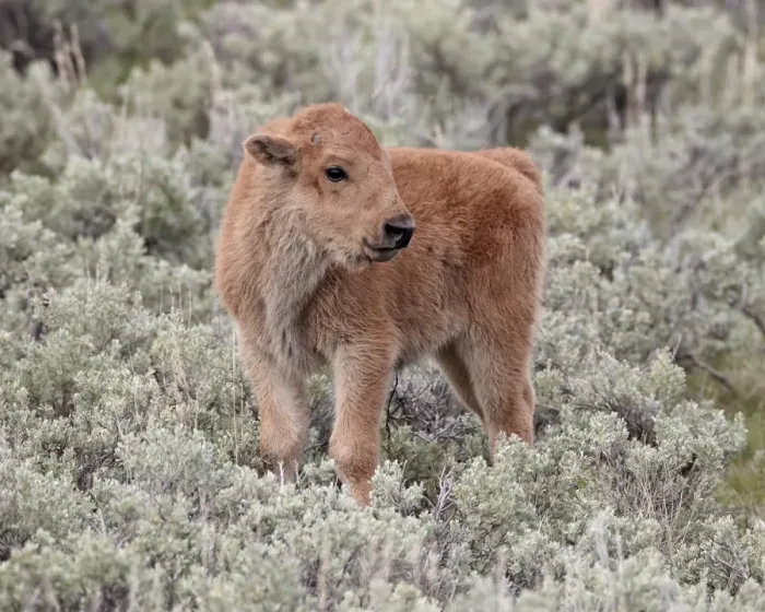 Framed Print : Bison (Bison bison) calf, Yellowstone National Park, Wyoming, United States of America, North America Framed Print : Bison (Bison bison) calf, Yellowstone National Park, Wyoming, United States of America, North America