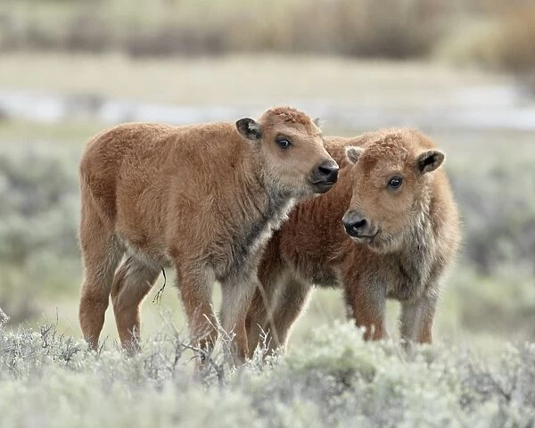 Two bison (Bison bison) calves, Yellowstone National Park, UNESCO World Heritage Site