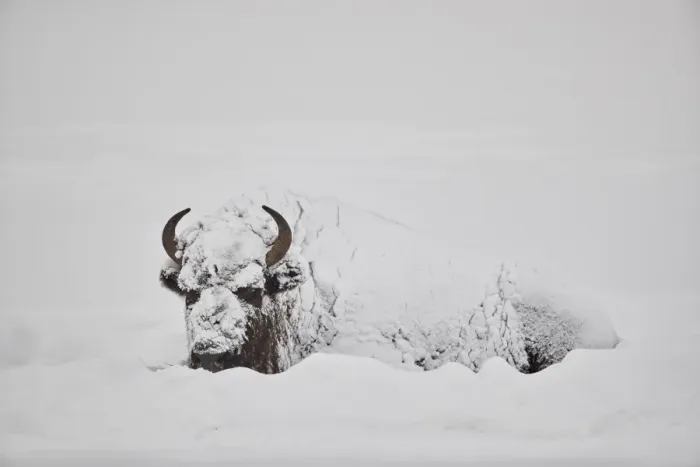 Framed Print : Bison (Bison bison) covered with snow in the winter, Yellowstone National Park, Wyoming Framed Print : Bison (Bison bison) covered with snow in the winter, Yellowstone National Park, Wyoming