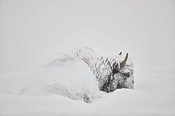Bison (Bison bison) covered with snow in the winter, Yellowstone National Park, Wyoming