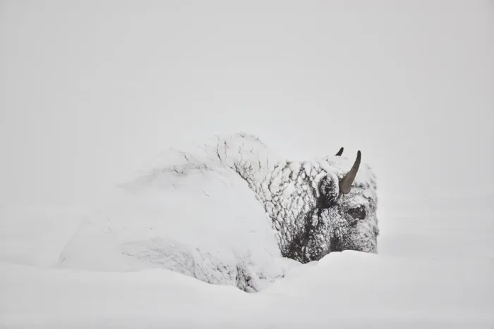 Framed Print : Bison (Bison bison) covered with snow in the winter, Yellowstone National Park, Wyoming Framed Print : Bison (Bison bison) covered with snow in the winter, Yellowstone National Park, Wyoming