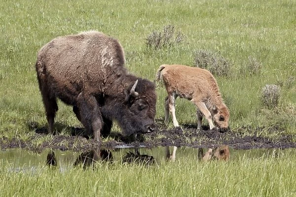 Bison (Bison bison) cow and calf drinking, Yellowstone National Park, Wyoming, United States of America, North America