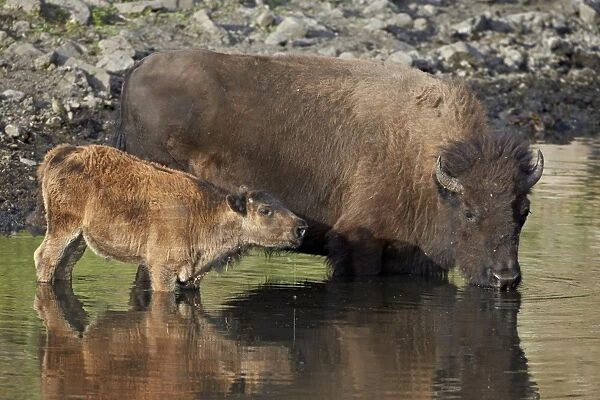 Bison (Bison bison) cow and calf drinking from a pond, Custer State Park, South Dakota, United States of America, North America