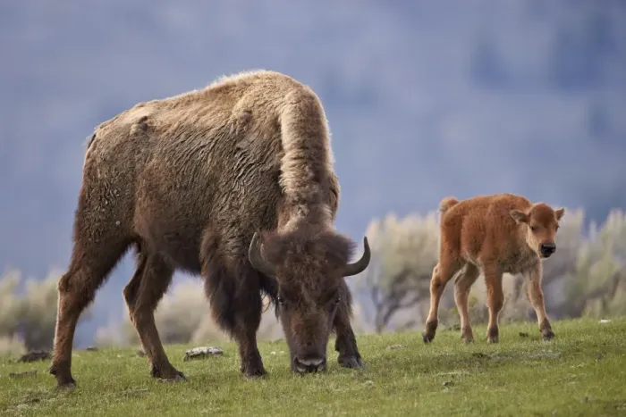 Framed Print : Bison (Bison bison) cow and calf in the spring, Yellowstone National Park, UNESCO World Heritage Site, Wyoming, United States of America, North America Framed Print : Bison (Bison bison) cow and calf in the spring, Yellowstone National Park, UNESCO World Heritage Site, Wyoming, United States of America, North America