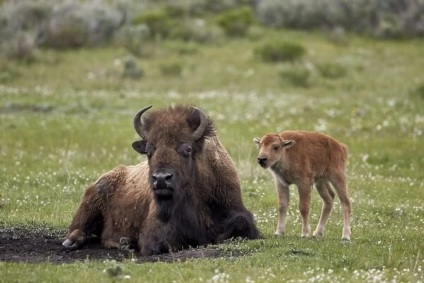 Bison (Bison bison) cow and calf, Yellowstone National Park, Wyoming, United States of America