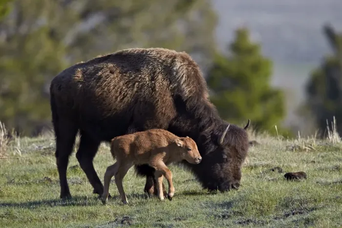 Framed Print : Bison (Bison bison) cow and calf, Yellowstone National Park, UNESCO World Heritage Site, Wyoming, United States of America, North America Framed Print : Bison (Bison bison) cow and calf, Yellowstone National Park, UNESCO World Heritage Site, Wyoming, United States of America, North America