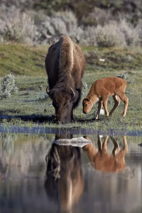 Framed Print : Bison (Bison bison) cow and calf, Yellowstone National Park, UNESCO World Heritage Site, Wyoming, United States of America, North America
