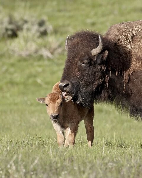 Bison (Bison bison) cow cleaning her calf, Yellowstone National Park, Wyoming, United States of America, North America