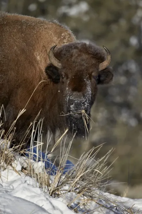 Framed Print : Bison (Bison bison) cow eating in the winter, Yellowstone National Park, Wyoming, United States of America, North America Framed Print : Bison (Bison bison) cow eating in the winter, Yellowstone National Park, Wyoming, United States of America, North America