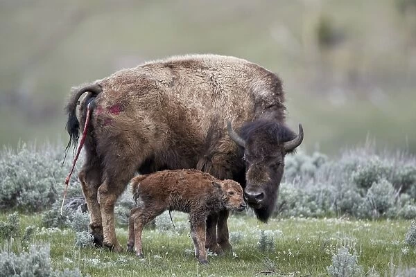 Bison (Bison bison) cow and newborn calf, Yellowstone National Park, Wyoming, United