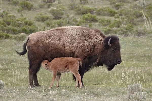 Bison (Bison bison) cow nursing her calf, Yellowstone National Park, Wyoming, United States of America, North America