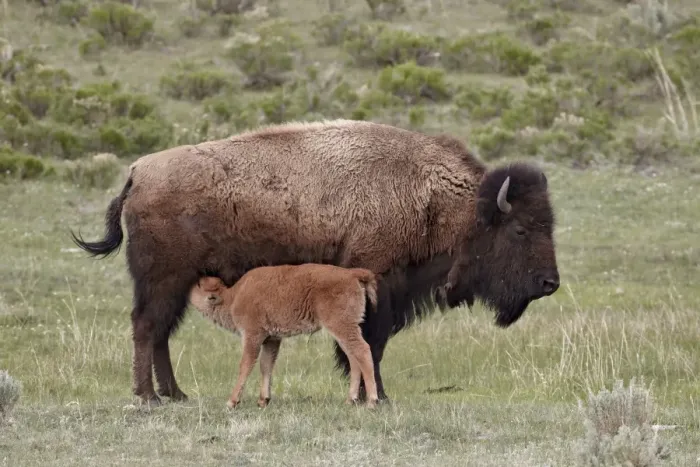 Framed Print : Bison (Bison bison) cow nursing her calf, Yellowstone National Park, Wyoming, United States of America, North America Framed Print : Bison (Bison bison) cow nursing her calf, Yellowstone National Park, Wyoming, United States of America, North America