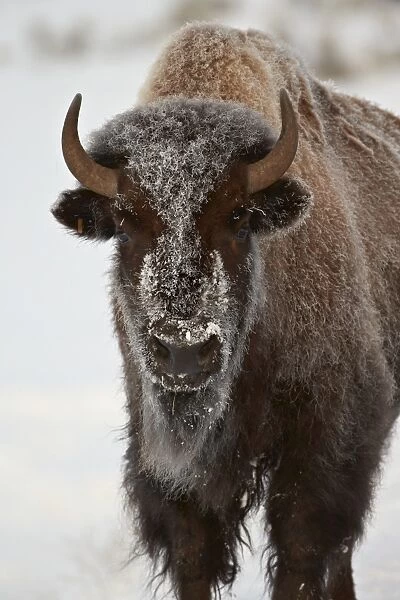 Bison (Bison bison) cow in the winter, Yellowstone National Park, Wyoming, United States of America, North America