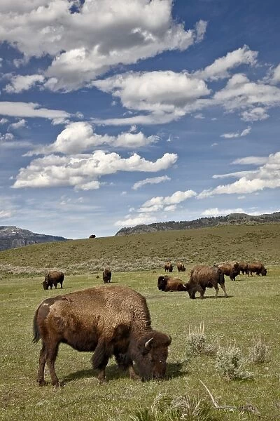 Bison (Bison bison) cows grazing, Yellowstone National Park, UNESCO World Heritage Site, Wyoming, United States of America, North America
