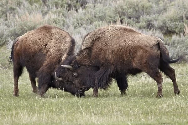 Bison (Bison bison) cows sparring, Yellowstone National Park, Wyoming, United States of America, North America