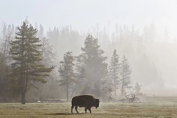 Bison (Bison bison) in fog, Yellowstone National Park, UNESCO World Heritage Site, Wyoming, United States of America, North America