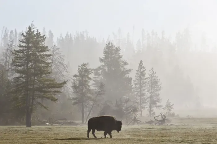Framed Print : Bison (Bison bison) in fog, Yellowstone National Park, UNESCO World Heritage Site, Wyoming, United States of America, North America Framed Print : Bison (Bison bison) in fog, Yellowstone National Park, UNESCO World Heritage Site, Wyoming, United States of America, North America