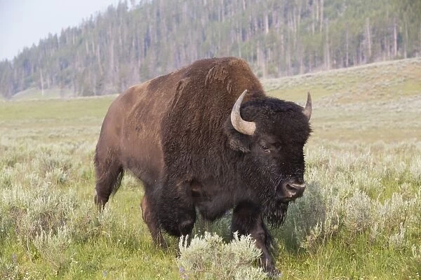Bison (Bison bison), Hayden Valley, Yellowstone National Park, UNESCO World Heritage Site, Wyoming, United States of America, NorthA America