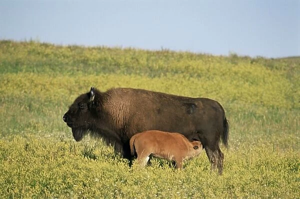 Bison (Bison bison) mother nursing calf