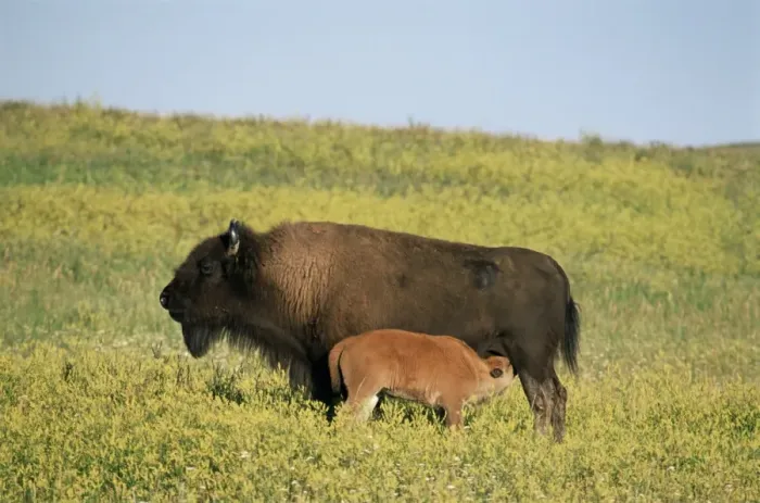 Framed Print : Bison (Bison bison) mother nursing calf Framed Print : Bison (Bison bison) mother nursing calf