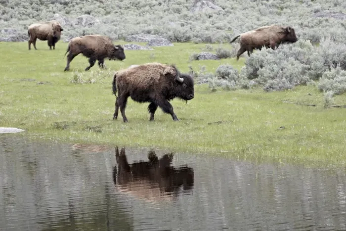 Framed Print : Bison (Bison bison) reflected in a pond, Yellowstone National Park, UNESCO World Heritage Site Framed Print : Bison (Bison bison) reflected in a pond, Yellowstone National Park, UNESCO World Heritage Site