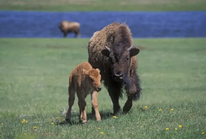 Framed Print : Bison and calf Framed Print : Bison and calf