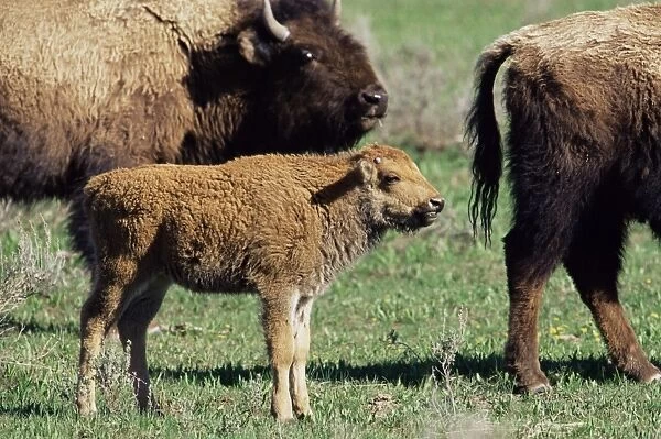 Bison calf (Bison bison)