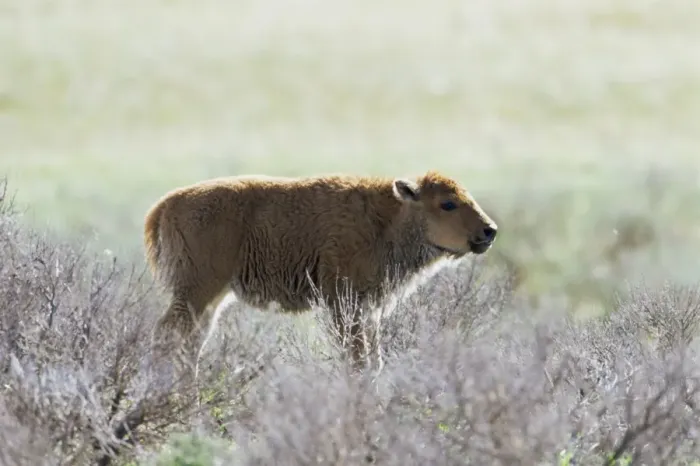 Framed Print : Bison calf (Bison bison) Framed Print : Bison calf (Bison bison)