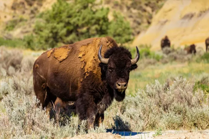 Framed Print : Bison grazing along the Theodore Roosevelt National Park North Unit, North Dakota