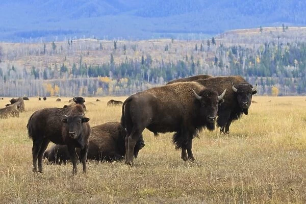 Bison herd with calf in Grand Teton National Park, Wyoming, United States of America, North America