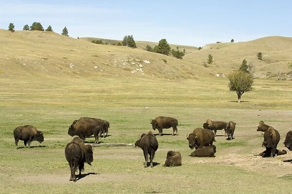 Bison Herd, Custer State Park, Black Hills, South Dakota, United States of America