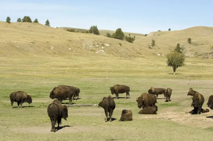 Framed Print : Bison Herd, Custer State Park, Black Hills, South Dakota, United States of America Framed Print : Bison Herd, Custer State Park, Black Hills, South Dakota, United States of America