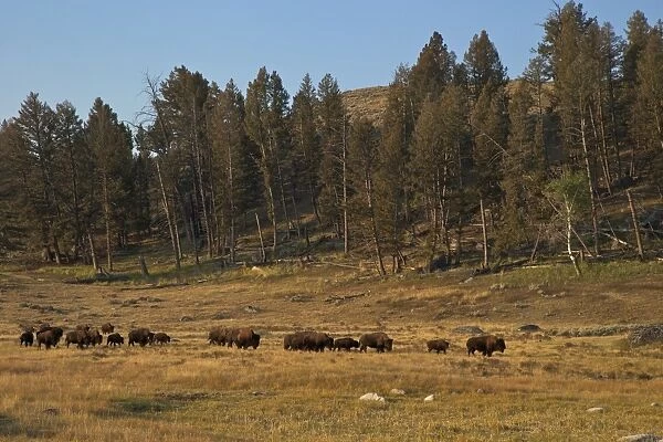 Bison herd in early morning sun, Lamar Valley, Yellowstone National Park, UNESCO World Heritage Site, Wyoming, United States of America, North America