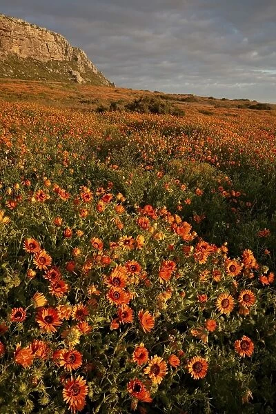 Bittergousblom (Namaqua marigold) (Arctotis fastuosa), Elands Bay, South Africa, Africa