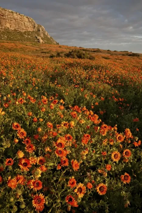 Framed Print : Bittergousblom (Namaqua marigold) (Arctotis fastuosa), Elands Bay, South Africa, Africa Framed Print : Bittergousblom (Namaqua marigold) (Arctotis fastuosa), Elands Bay, South Africa, Africa