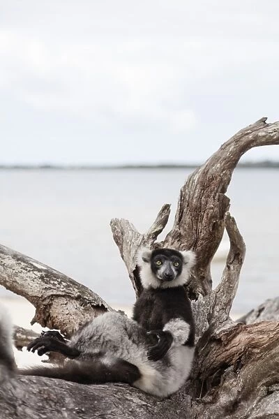 Black-and-white ruffed lemur (Varecia variegata), Lake Ampitabe, Pangalanes Lakes