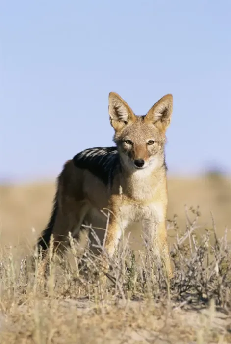Framed Print : Black-backed jackal Framed Print : Black-backed jackal