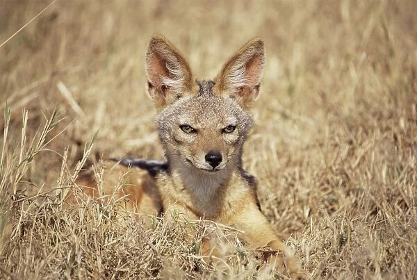 Black-backed jackal (Canis mesomelas), Ngorongoro Crater, Tanzania, East Africa, Africa