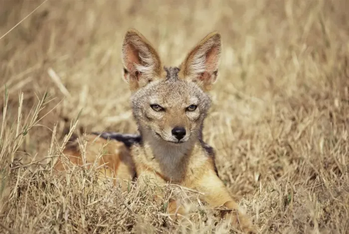 Framed Print : Black-backed jackal (Canis mesomelas), Ngorongoro Crater, Tanzania, East Africa, Africa Framed Print : Black-backed jackal (Canis mesomelas), Ngorongoro Crater, Tanzania, East Africa, Africa