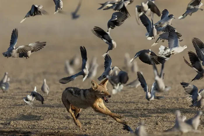 Framed Print : Black-backed jackal (Lupulella mesomelas) chasing ring-neck doves, Kgalagadi Transfrontier Park, Northern Cape, South Africa, Africa Framed Print : Black-backed jackal (Lupulella mesomelas) chasing ring-neck doves, Kgalagadi Transfrontier Park, Northern Cape, South Africa, Africa