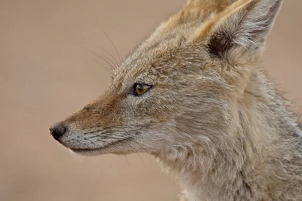 Black-backed jackal (silver-backed jackal) (Canis mesomelas), Kgalagadi Transfrontier Park