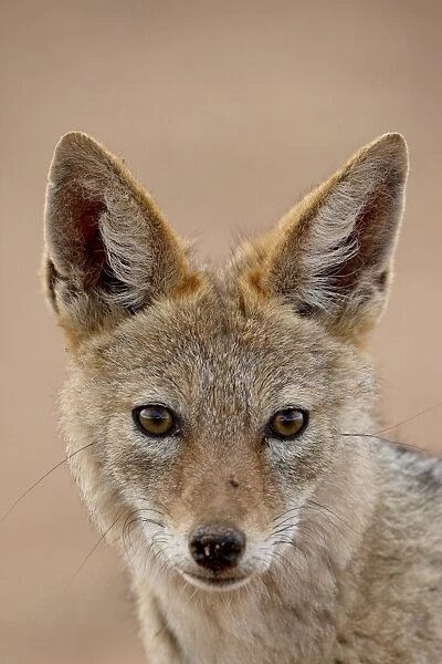 Black-backed jackal (Silver-backed jackal) (Canis mesomelas), Kgalagadi Transfrontier Park