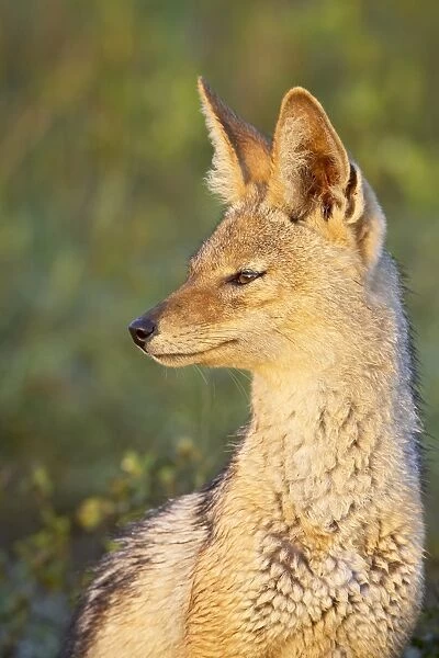 Black-backed jackal (silver-backed jackal) (Canis mesomelas), Serengeti National Park