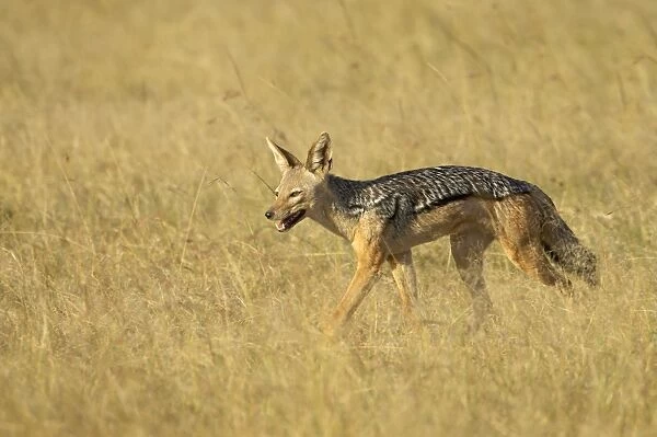 Black-backed jackal or Silver-backed jackal (Canis mesomelas), Masai Mara National Reserve