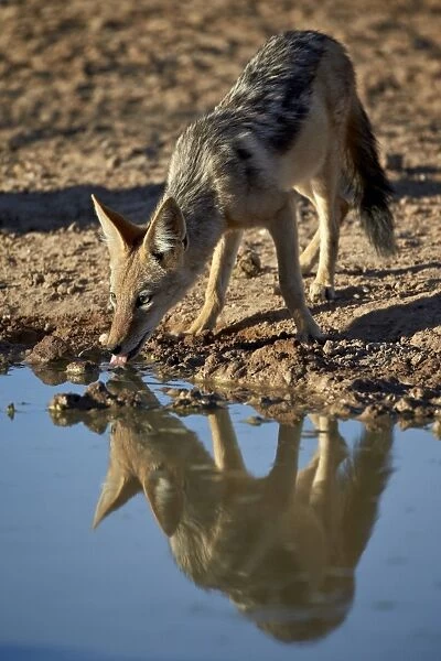 Black-backed jackal (silver-backed jackal) (Canis mesomelas) drinking, Kgalagadi Transfrontier Park, encompassing the former Kalahari Gemsbok National Park, South Africa, Africa
