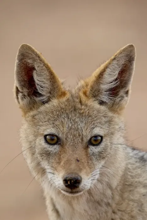 Framed Print : Black-backed jackal (Silver-backed jackal) (Canis mesomelas), Kgalagadi Transfrontier Park Framed Print : Black-backed jackal (Silver-backed jackal) (Canis mesomelas), Kgalagadi Transfrontier Park