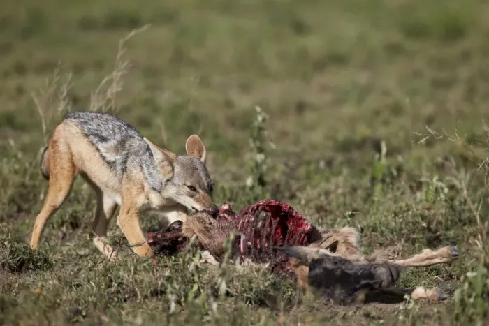 Framed Print : Black-backed jackal (silver-backed jackal) (Canis mesomelas) at a blue wildebeest calf kill, Serengeti National Park, Tanzania, East Africa, Africa Framed Print : Black-backed jackal (silver-backed jackal) (Canis mesomelas) at a blue wildebeest calf kill, Serengeti National Park, Tanzania, East Africa, Africa