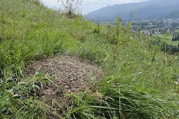 Black-backed meadow ant (Formica pratensis) nest mound of old grass stems in montane pastureland near Bled, Slovenia, Europe