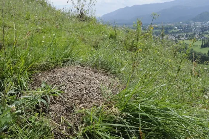 Framed Print : Black-backed meadow ant (Formica pratensis) nest mound of old grass stems in montane pastureland near Bled, Slovenia, Europe Framed Print : Black-backed meadow ant (Formica pratensis) nest mound of old grass stems in montane pastureland near Bled, Slovenia, Europe