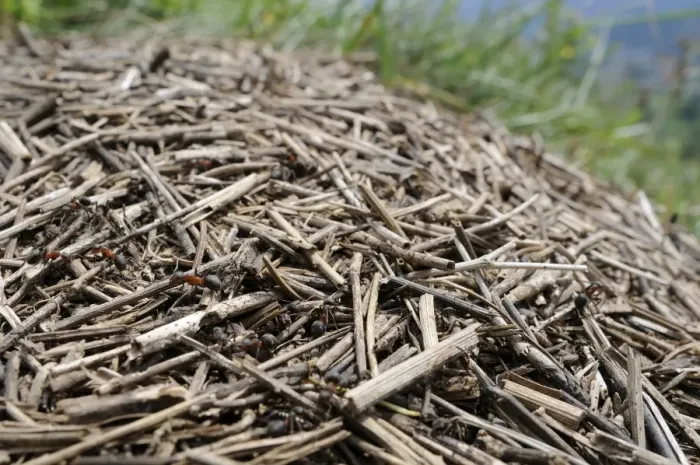 Framed Print : Black-backed meadow ants (Formica pratensis) on nest mound of old grass stems in montane pastureland, Julian Alps, Slovenia, Europe Framed Print : Black-backed meadow ants (Formica pratensis) on nest mound of old grass stems in montane pastureland, Julian Alps, Slovenia, Europe